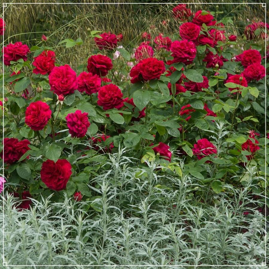 Alain Souchon róża wielkokwiatowa